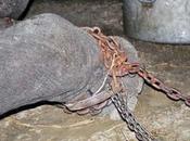 elefante llora liberado tras años esclavitud. fotos.