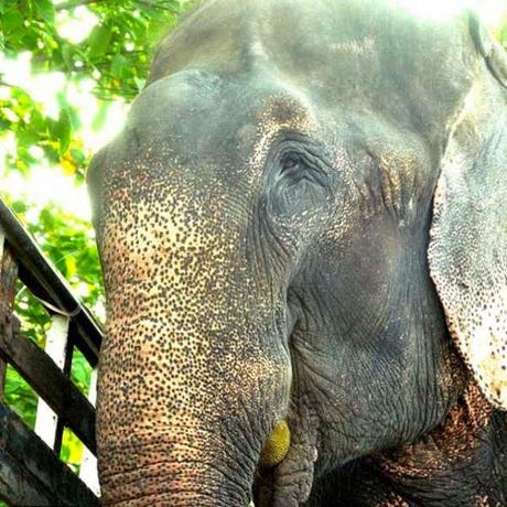 Un elefante llora al ser rescatado en la India. 