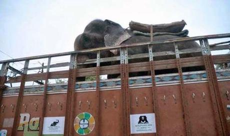 Un elefante llora al ser rescatado en la India. 