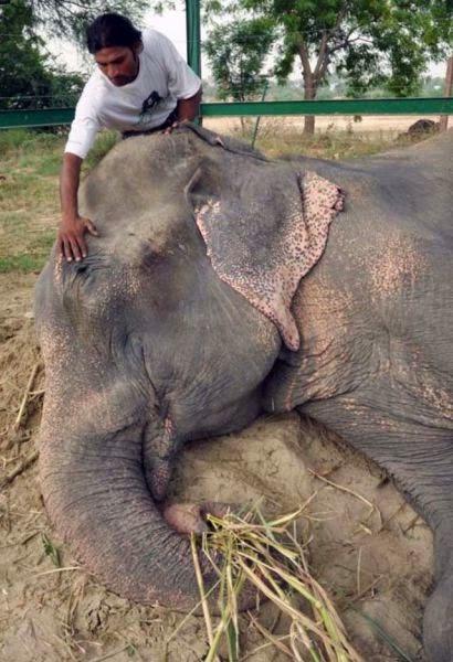 Un elefante llora al ser rescatado en la India. 