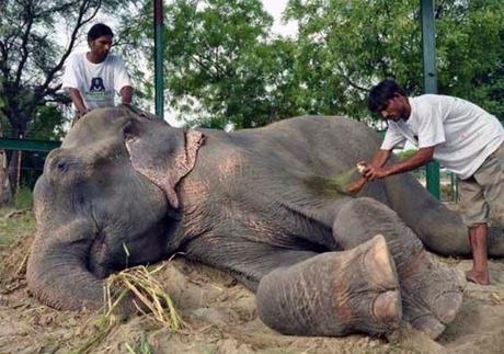 Un elefante llora al ser rescatado en la India. 