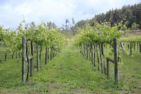 Albariño entre la tradición y la investigación. Bodegas Martín Códax