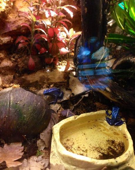 enveninats museu blau forum