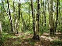 El caso de las polillas que se adaptaron a la polución humana