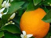 Nerolí, jazmín flor azahar, refrescante relajante