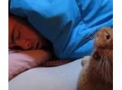 VIDEO: gato despertador, única manera levantarte mañana