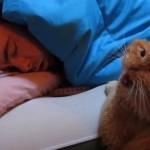 El gato despertador, la única manera de levantarte por la mañana