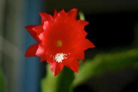 cactus_1_20140405 - Version 2