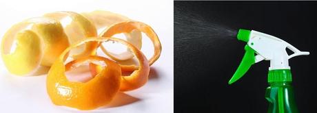 CÓMO PREPARAR UN INSECTICIDA CON CASCARA DE CITRICOS CÓMO PREPARAR UN INSECTICIDA CON CASCARA DE CITRICOS