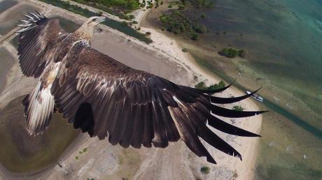 Una águila sobrevuela el Parque Nacional de  Bali  Barat - Photo usuario 'capungaero' en Donestagram