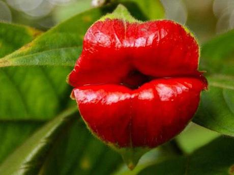 flor-beso-mujer-08