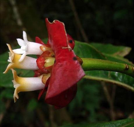 flor-beso-mujer-05