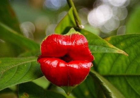 flor-beso-mujer-01