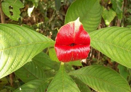 flor-beso-mujer-02