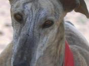 Pomelo, precioso galgo adopción.
