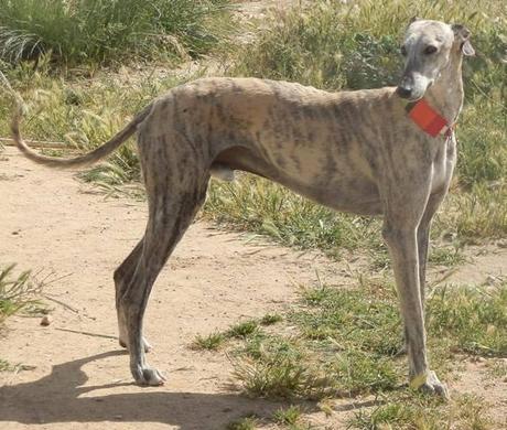 POMELO, PRECIOSO GALGO EN ADOPCIÓN.