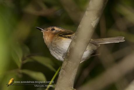 Mosqueta cabeza canela (Ochre-faced Tody-Flycatcher) Poelotriccus plumbeiceps