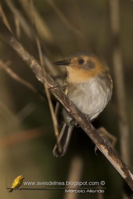 Mosqueta cabeza canela (Ochre-faced Tody-Flycatcher) Poelotriccus plumbeiceps