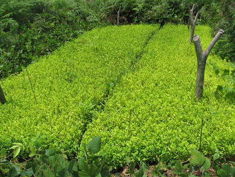 Desde Perú: imparable producción de droga