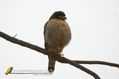 Taguató común (Roadside Hawk) Buteo magnirostris