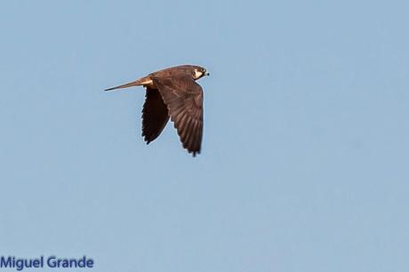 HALCÓN DE ELEONORA-Falco eleonorae-Eleonora´s falcon