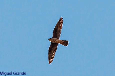 HALCÓN DE ELEONORA-Falco eleonorae-Eleonora´s falcon