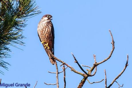 HALCÓN DE ELEONORA-Falco eleonorae-Eleonora´s falcon