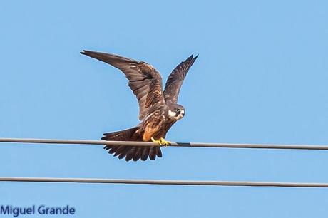 HALCÓN DE ELEONORA-Falco eleonorae-Eleonora´s falcon