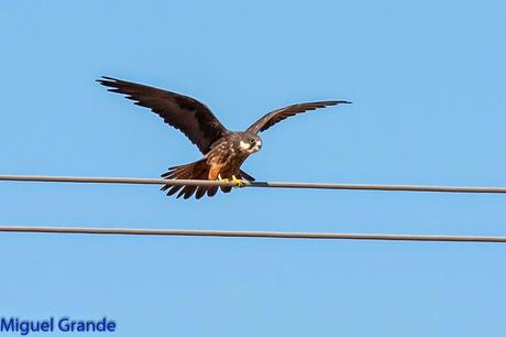 HALCÓN DE ELEONORA-Falco eleonorae-Eleonora´s falcon