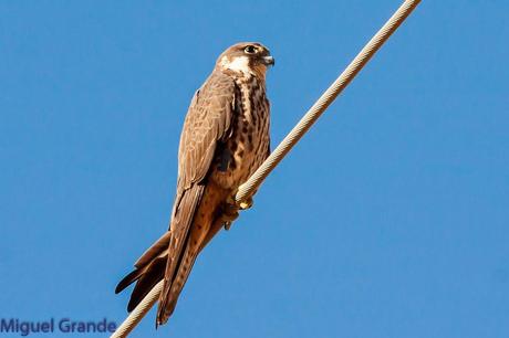 HALCÓN DE ELEONORA-Falco eleonorae-Eleonora´s falcon