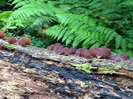 Senderismo y naturaleza en El Cubo de La Galga.