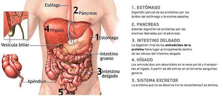 ¿Cuánta proteína es necesaria para el crecimiento muscular?