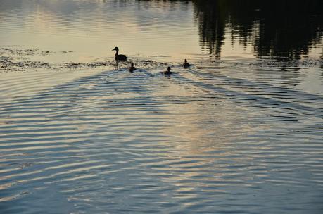 Sheinside: Green triangles dress!!!