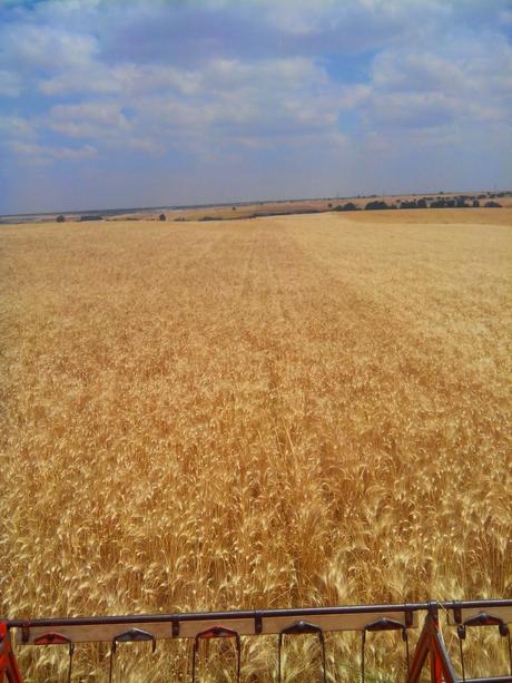 Trigo duro: del campo a consumo de fideos y spaguetis.