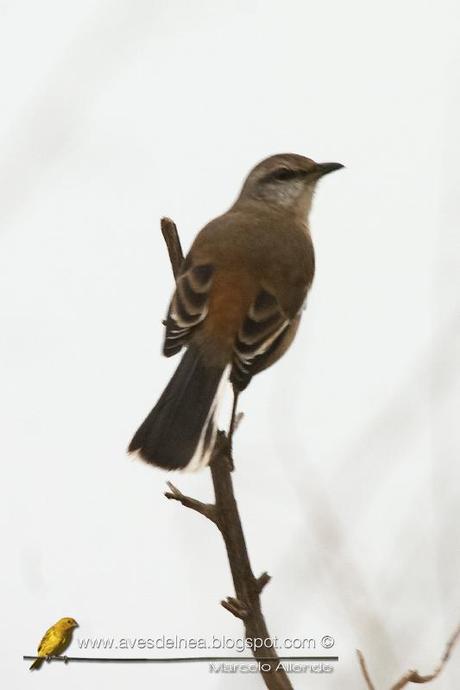 Calandria real (White-banded Mockingbird) Mimus triurus