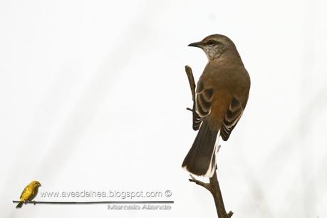 Calandria real (White-banded Mockingbird) Mimus triurus Calandria real (White-banded Mockingbird) Mimus triurus
