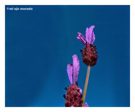 Flores, insectos y color