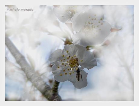 Flores, insectos y color