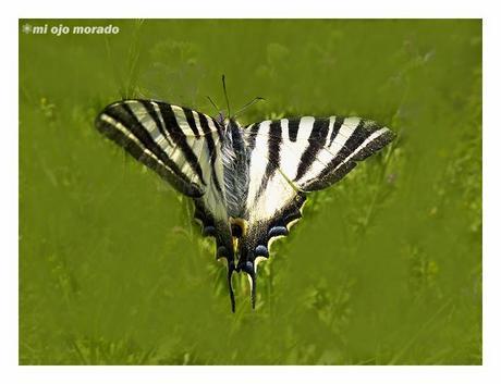 Flores, insectos y color