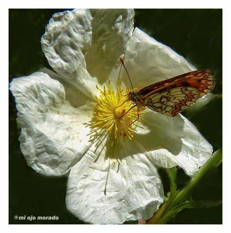 Flores, insectos y color