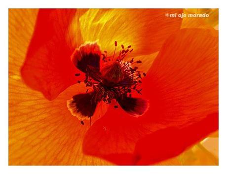 Flores, insectos y color