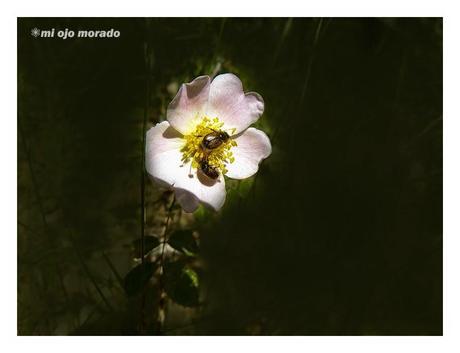 Flores, insectos y color