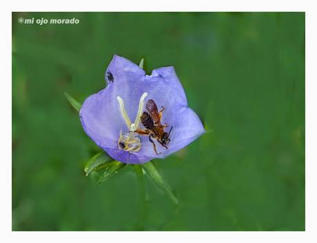 Flores, insectos y color
