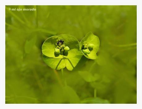 Flores, insectos y color