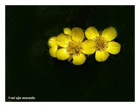 Flores, insectos y color