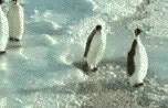 Pingüinos