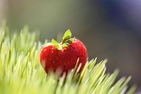 Tamalys: Cosmética con raíz de fresa