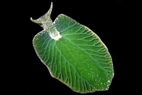 Elysia chlorotica: Animal capaz de hacer el proceso de fotosíntesis