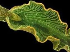 Elysia chlorotica: Animal capaz hacer proceso fotosíntesis