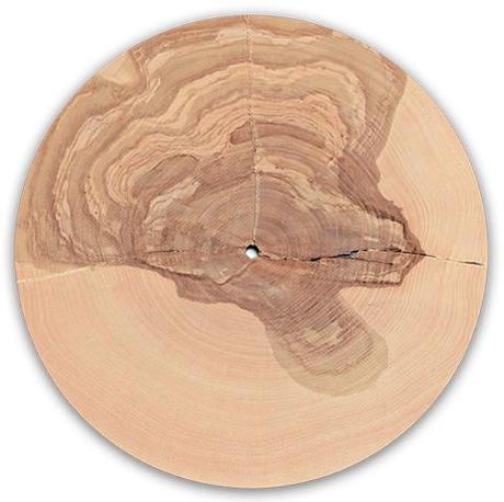 El artista que descifró la música de los árboles